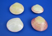 Wholesale Polished Tiger Clam Pairs Shells 3 inch (pairs are glued together) - 25 pcs @ $1.20 each; 100 pcs @ $1.08 each