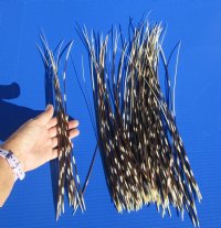 12 to 18 inch African Porcupine Quills (Hystrix africaeaustralis), 100 piece lot - You are buying the quills pictured for $75