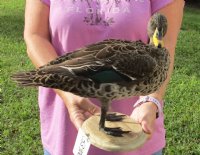 10 inch tall Real African Yellow Billed Duck (Anas undulata) mounted on a Oval Wooden Base. You are buying the mount pictured for $275.00