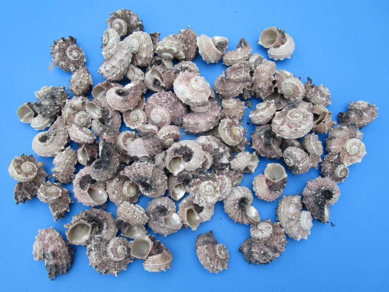 Wholesale delphinula laciniata shells for crafts