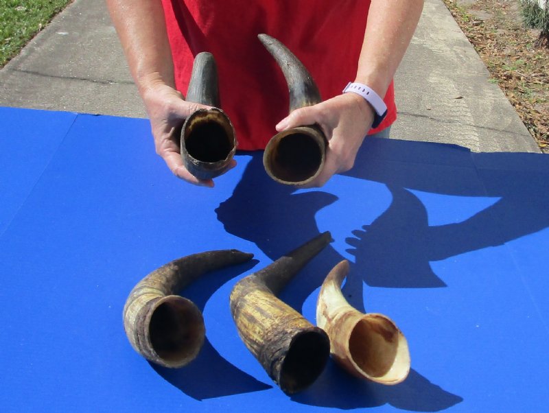 5 pc lot of Natural Cow Horns, Cattle Horns for sale
