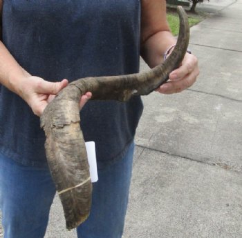 28 inch Goat Horn for sale - $20.00 