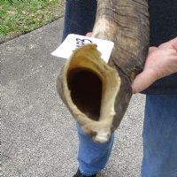 28 inch Goat Horn for sale - $20.00 