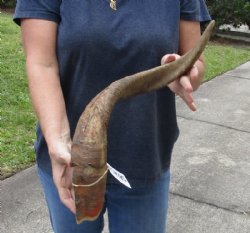25 inch Goat Horn for sale - $20.00 