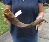 25 inch Goat Horn for sale - $20.00 - You will receive the horn in shown