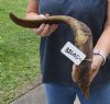 26 inch Goat Horn for sale - $22.00 - You will receive the horn in shown