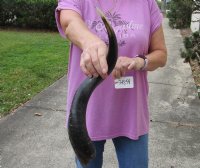 Polished Kudu horn for sale measuring 21 inches, for making a shofar.  You are buying the horn in the photos for $43
