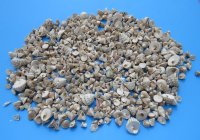 Wholesale Small natural trochus snail shells - 2 kilo bag @ $4.00/bag
