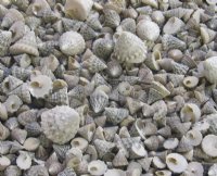 Wholesale Small natural trochus snail shells - 2 kilo bag @ $4.00/bag