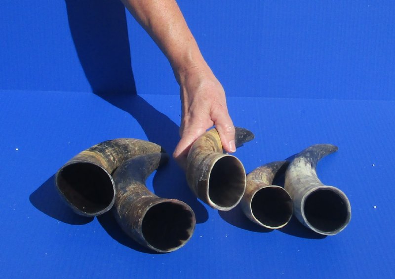 5 pc lot of Natural, Raw, Water Buffalo Horns