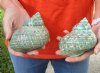 2 polished jade turbo shells for sale, jade turban seashells 4-1/4 and 4-1/2"  -Review all photos as you are buying these for $18/lot