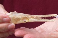 One 4 x 1 inch spotted gar skull (Lepisosteus Oculatus) for $30.00 