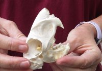 #2 Grade African Spring Hare Skull measuring 3-1/2 inches long for $25.00 