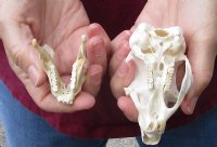 #2 Grade African Spring Hare Skull measuring 3-1/2 inches long for $25.00 