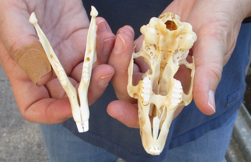 4 inches Cape Hare Skull, rabbit skull wholesale