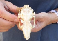 4 inches Cape Hare Skull,  rabbit skull - You are buying the animal skull pictured for $30