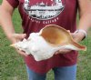 14 inch horse conch...