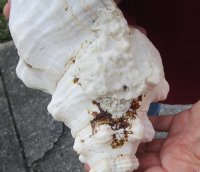 14 inch horse conch for sale, Florida's state seashell, review all photos as you are buying this one for $50