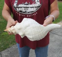 14 inch horse conch for sale, Florida's state seashell, review all photos as you are buying this one for $50