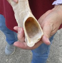 Sheep Horn 19 inches measured around the curl $19 