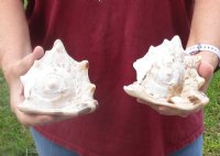 Two piece lot of King Helmet Shells 5-1/2 inches for seashell decor - You are buying the shells shown for $12/lot