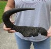 #2 Grade 18-1/2 inches single black wildebeest horn, measured around curve (chipped and cracked base with white glue) - you are buying this discounted/damaged horn pictured for $15 