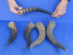 5 pc lot of Male Blesbok horns 10 to 13 inches for $55/lot