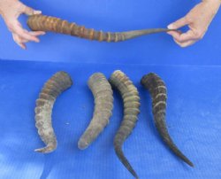 5 pc lot of Male Blesbok horns 10 to 14 inches for $55/lot
