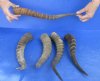 5 pc lot of Male Blesbok horns 10 to 14 inches - you are buying the 5 horns pictured for $55/lot