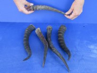 5 pc lot of Female Blesbok horns 10 to 13 inches - you are buying the 5 horns pictured for $50/lot