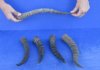 5 pc lot of Female Blesbok horns 10 to 13 inches - you are buying the 5 horns pictured for $50/lot
