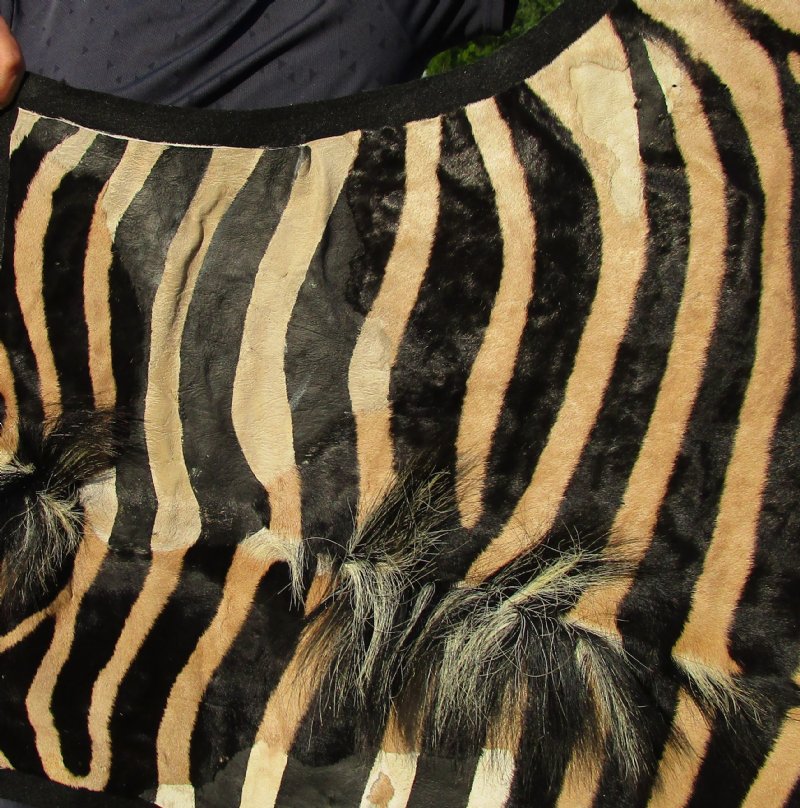 Real Zebra Skin Rug with felt backing