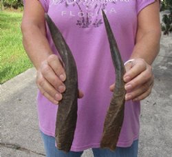 2 Bushbuck horns 11-7/8 and 12-1/8 inches for $25/lot