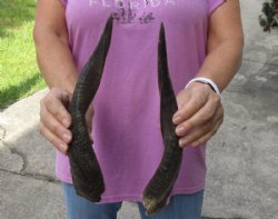 2 Bushbuck horns 11-1/4 and 12-3/4 inches for $25/lot