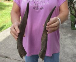 2 Bushbuck horns 12-7/15 and 13-7/8 inches for $25/lot