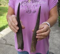 2 Bushbuck horns 10-3/8 and 11-1/4 inches - you are buying the 2 horns pictured for $25/lot