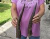 2 Bushbuck horns 12-5/8 and 12-3/4 inches - you are buying the 2 horns pictured for $25/lot