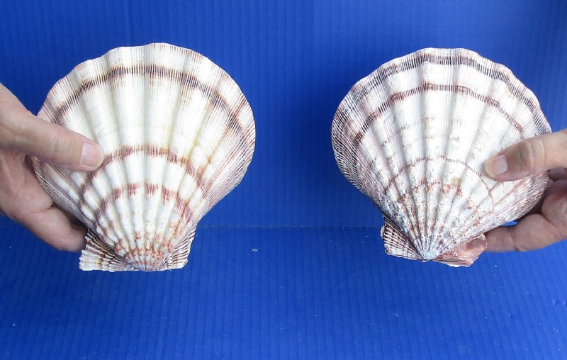 XL Lions Paw Single 5-6-Bulk- Seashell Supplies - Scallop Shells for –  Florida Shells And More