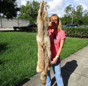 Coyote Pelts, Hides