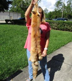 Soft Tanned Red Fox pelt, hide, skin for sale 47 inches to 49 inches long - $75.00 each; 3 pcs @ $67.00 each