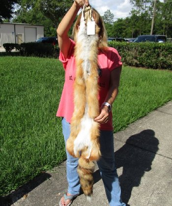 Soft Tanned Red Fox pelt, hide, skin for sale 47 inches to 49 inches long - $75.00 each; 3 pcs @ $67.00 each