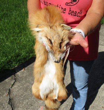 Soft Tanned Red Fox pelt, hide, skin for sale 47 inches to 49 inches long - $75.00 each; 3 pcs @ $67.00 each