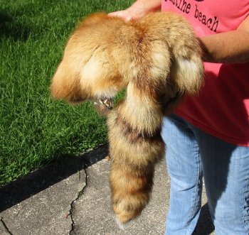 Soft Tanned Red Fox pelt, hide, skin for sale 47 inches to 49 inches long - $75.00 each; 3 pcs @ $67.00 each