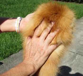 Soft Tanned Red Fox pelt, hide, skin for sale 47 inches to 49 inches long - $75.00 each; 3 pcs @ $67.00 each