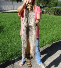 North American Raccoon fur pelt, tanned hide for sale, measuring 38 inches long - for $45.00