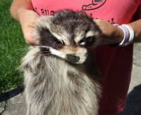 North American Raccoon fur pelt, tanned hide for sale, measuring 38 inches long - for $45.00