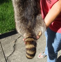 North American Raccoon fur pelt, tanned hide for sale, measuring 38 inches long - for $45.00