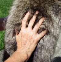 North American Raccoon fur pelt, tanned hide for sale, measuring 38 inches long - for $45.00