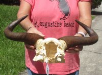 Blue wildebeest skull plate and horns 18 inches wide for $38