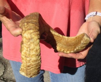 Sheep Horn 21 inches measured around the curl $21